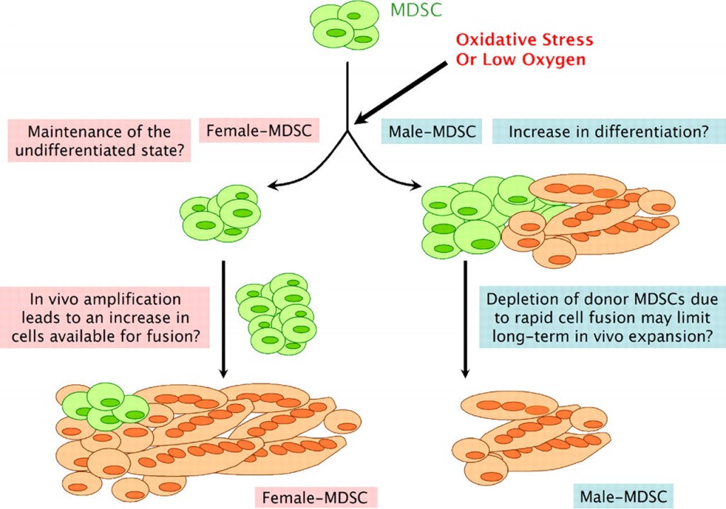 MDSC8