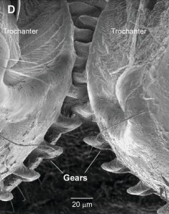 Scanning electron micrograph of enmeshed trochanter gears.